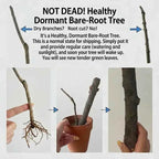 Healthy dormant bare-root tree care infographic showing potting steps