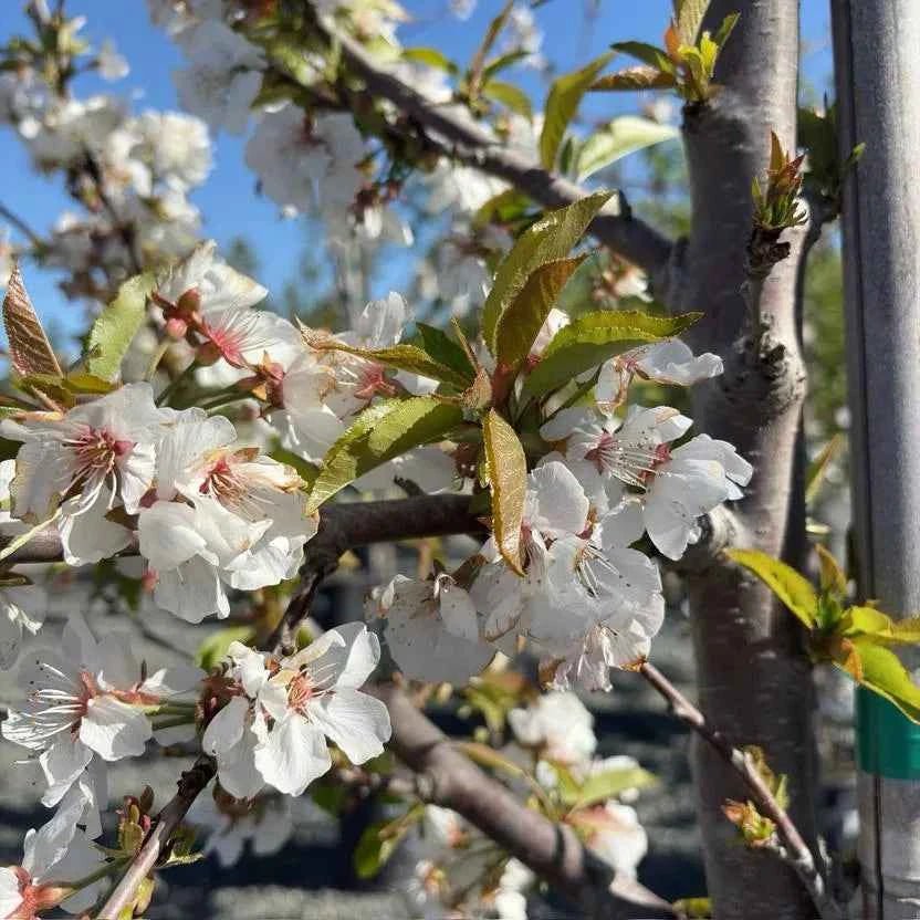 Cherry tree bare-root branch with white spring blossoms and green leaves