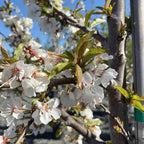 Cherry tree bare-root branch with white spring blossoms and green leaves