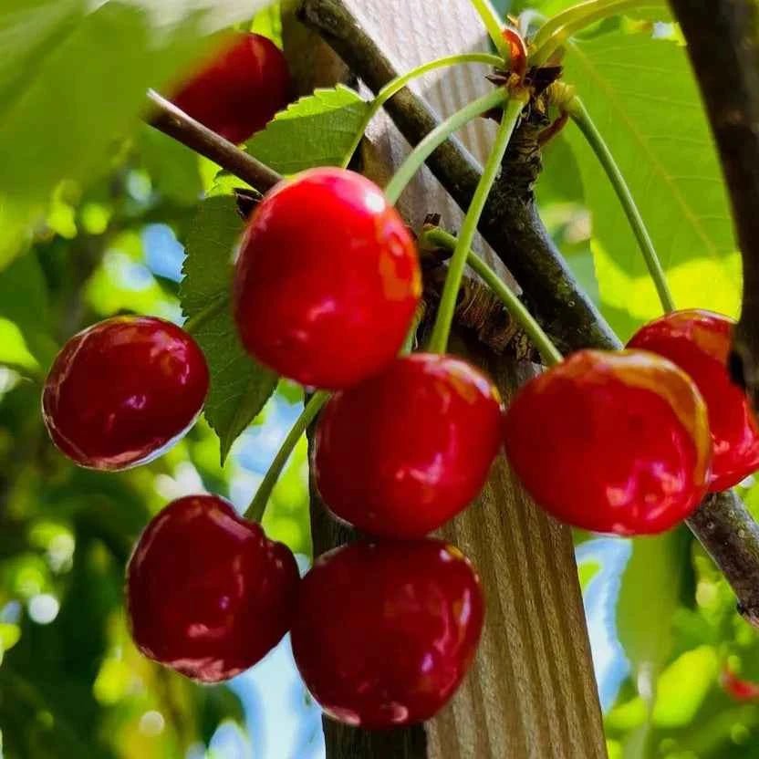 Cherry tree bare-root branch with clusters of glossy red cherries