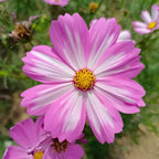 Pink and white cosmos flower with yellow center, close-up bloom
