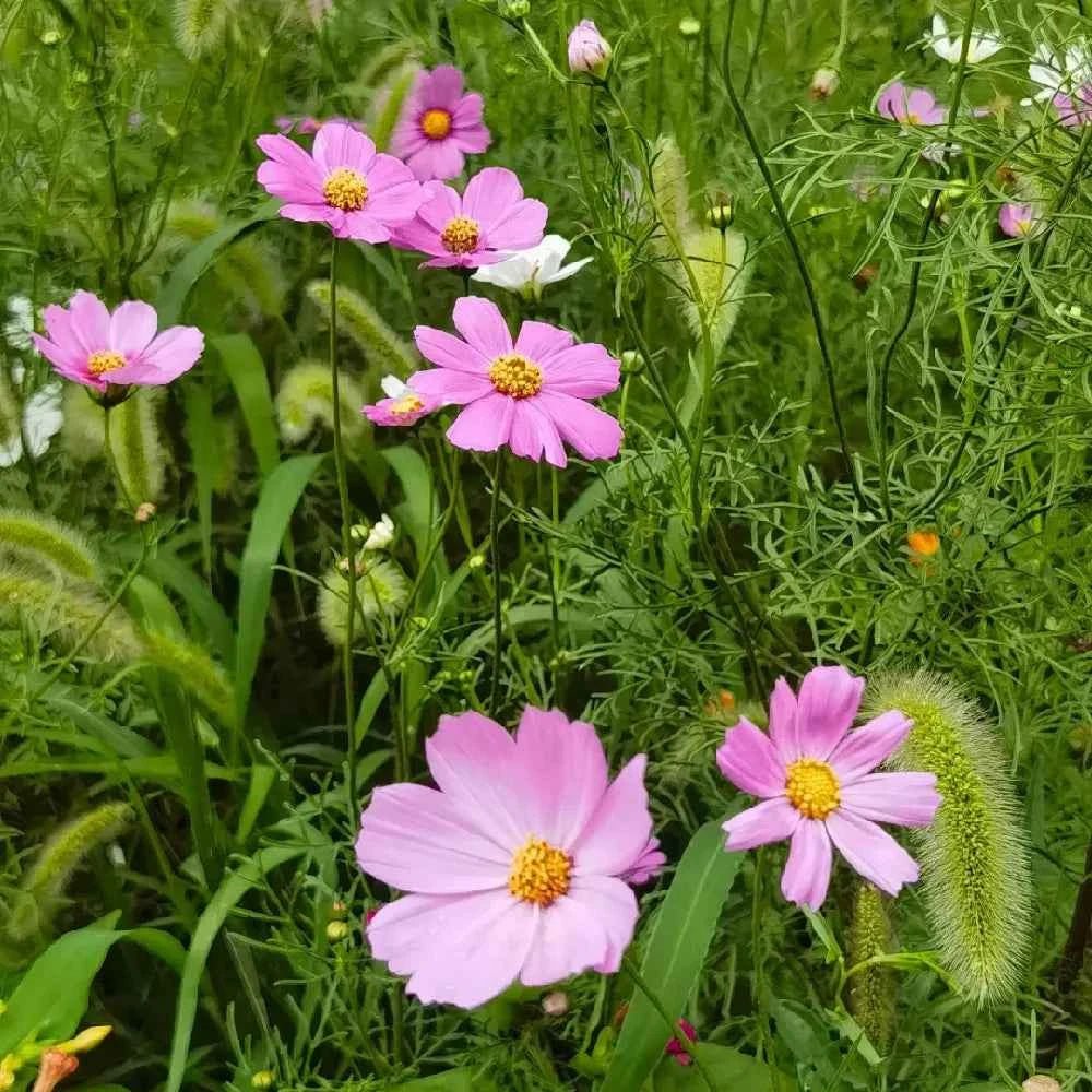 Cluster of pink cosmos flowers with yellow centers in green grass