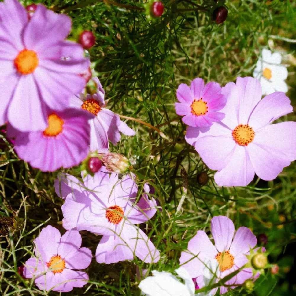 Assorted pink and white cosmos blooms with yellow centers on stems