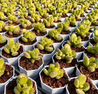Cotyledon Tomentosa succulent in small hex pots, lime-green fuzzy rosettes