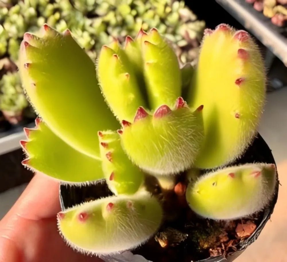 Lime-green fuzzy succulent rosettes in a pot, with small red tips