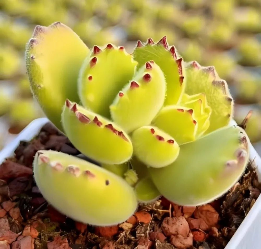 Yellow-green fuzzy succulent cluster in a pot, curved leaves with red specks