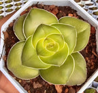 Green succulent rosette with tightly curled center, in pot and soil