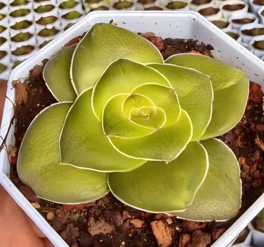 Green succulent rosette in a pot, layered rounded leaves over soil