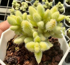 Succulent plant with light yellow-green fuzzy fingerlike pads in a pot