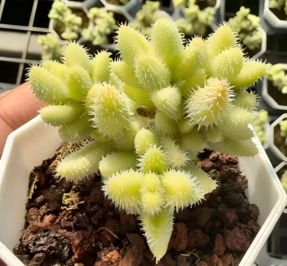Succulent plant with light yellow-green fuzzy fingerlike pads in a pot