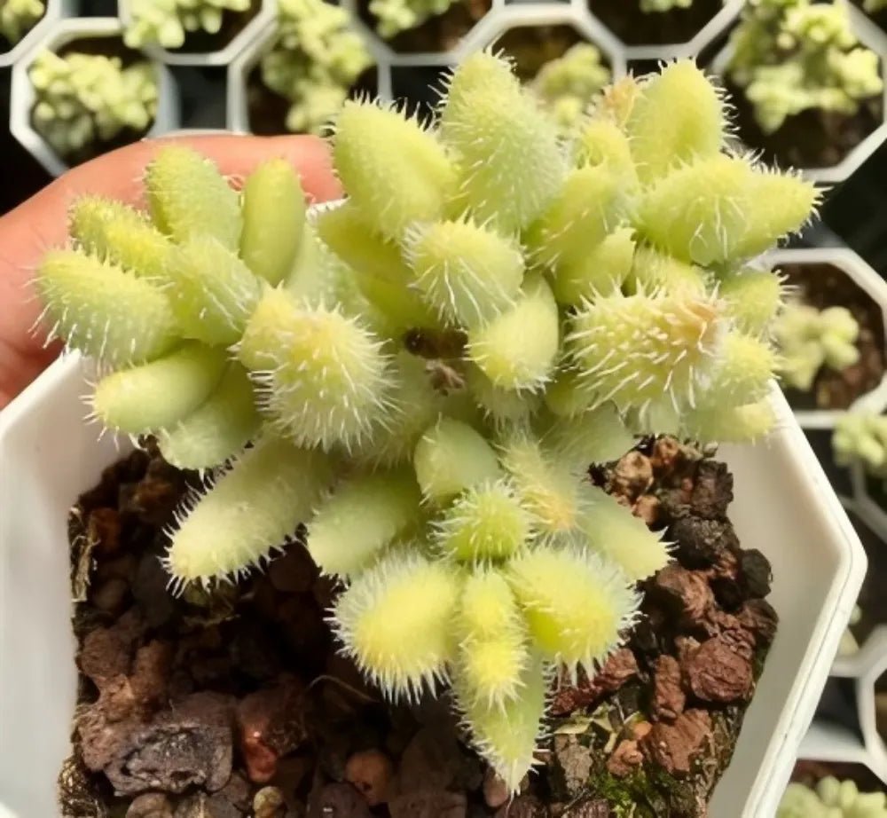 Succulent cluster of lime-yellow fuzzy pads held over dark soil in a pot
