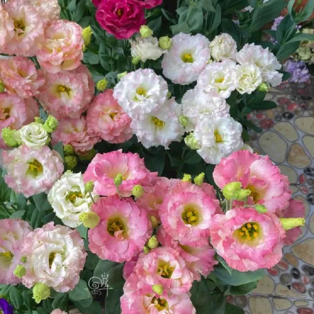 Pink, white, and light purple double lisianthus flowers with ruffled petals