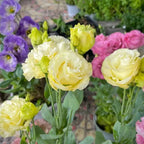 Cream and yellow double lisianthus blooms with ruffled petals