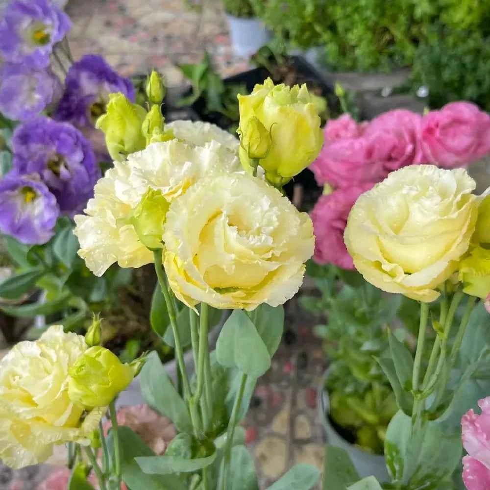 Cream and yellow double lisianthus blooms with ruffled petals