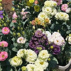 Mixed double lisianthus flowers, including white, purple, and pink ruffled blooms