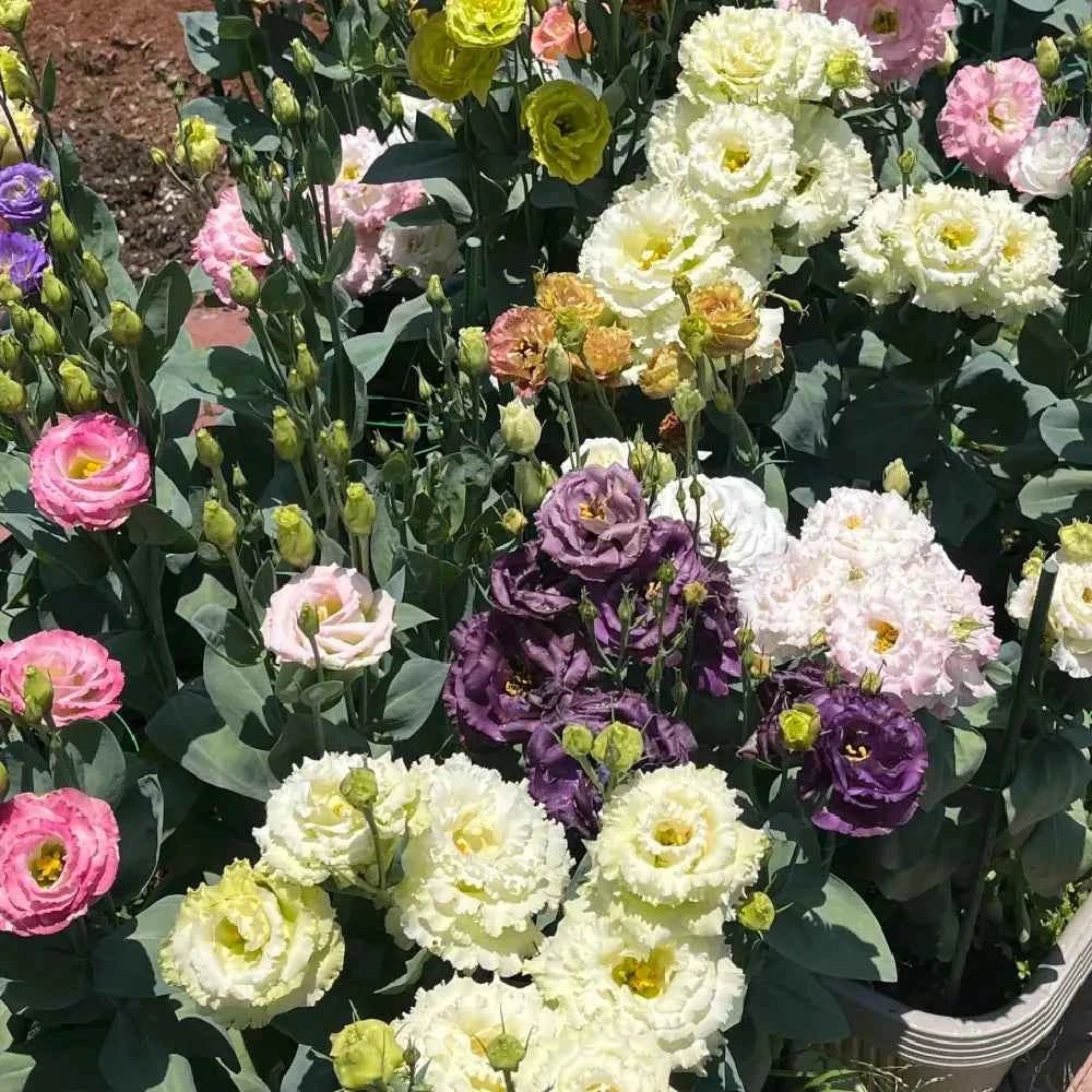 Mixed double lisianthus flowers, including white, purple, and pink ruffled blooms