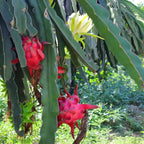 Bare-root dragon fruit cactus with red blossoms on green pads