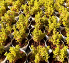 Drosanthemum Globosum succulent in small pots, yellow-green fleshy stems with red tips