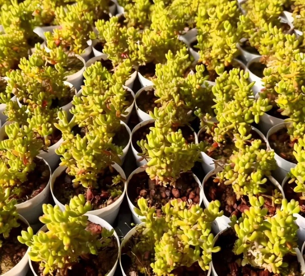 Drosanthemum Globosum succulent in small pots, yellow-green fleshy stems with red tips