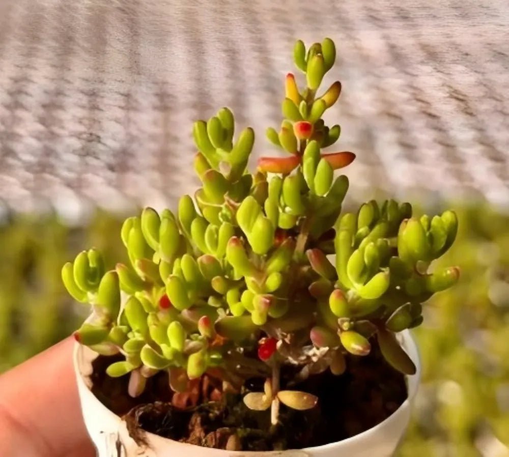 Drosanthemum Globosum succulent in a small white pot, upright yellow-green stem cluster