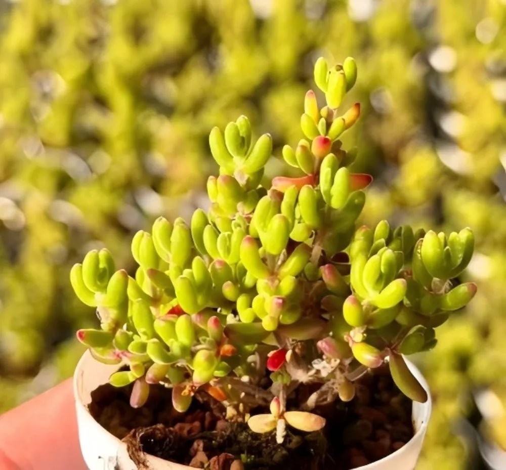 Drosanthemum Globosum succulent in a pot, close-up of yellow-green stems with red tips