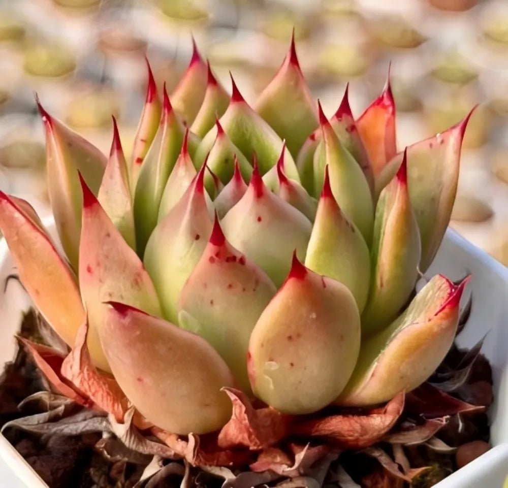 Succulent rosettes with pale green leaves and red tips, clustered in a pot
