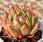 Succulent rosettes with pale green leaves and red tips, clustered in a pot
