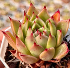 Succulent rosette with pale green leaves and red-tipped points, growing from soil