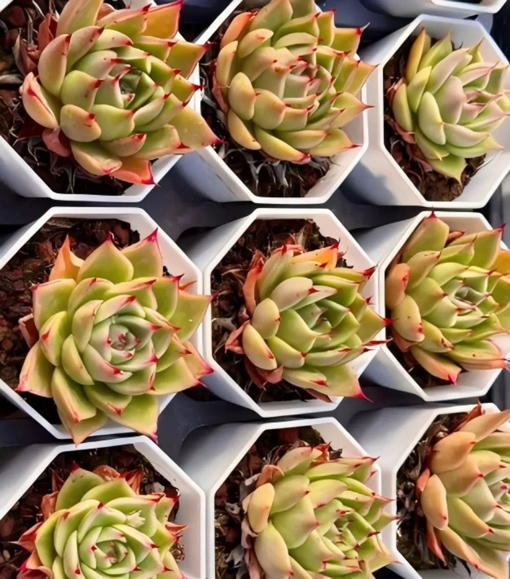 Succulent rosette plants in individual hexagonal trays, green leaves with red tips