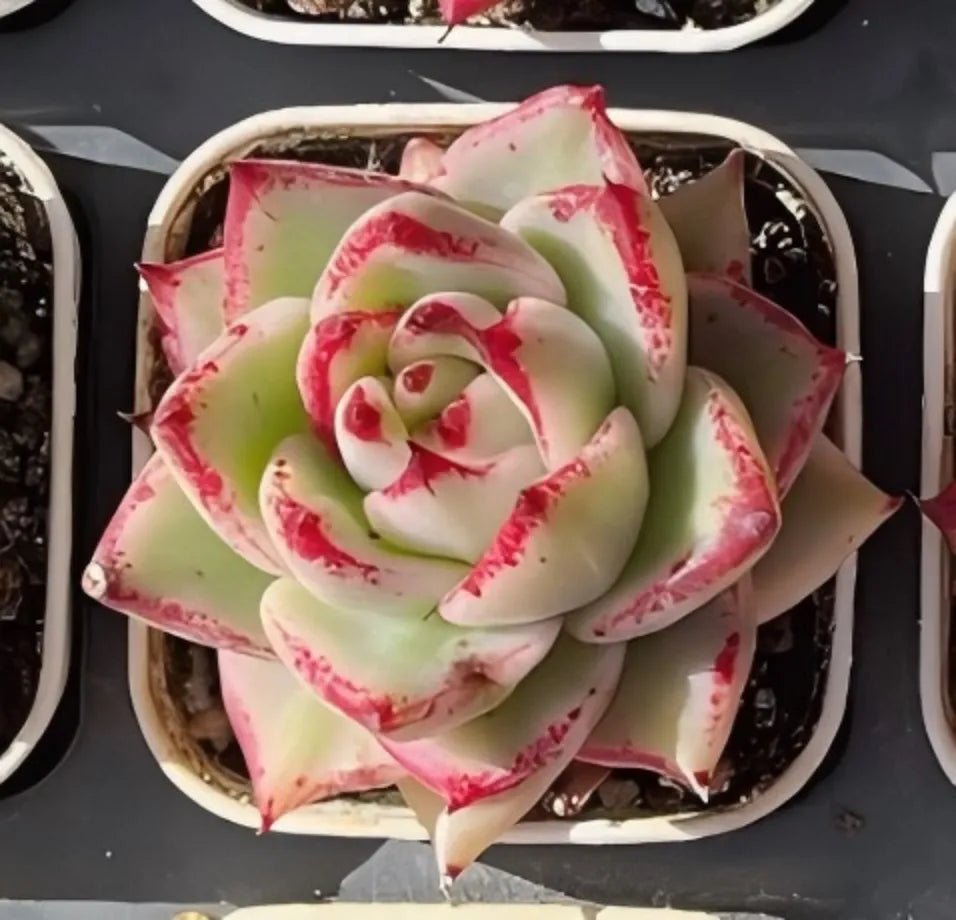 Variegated echeveria succulent rosette in a small pot, pale green with pink edges