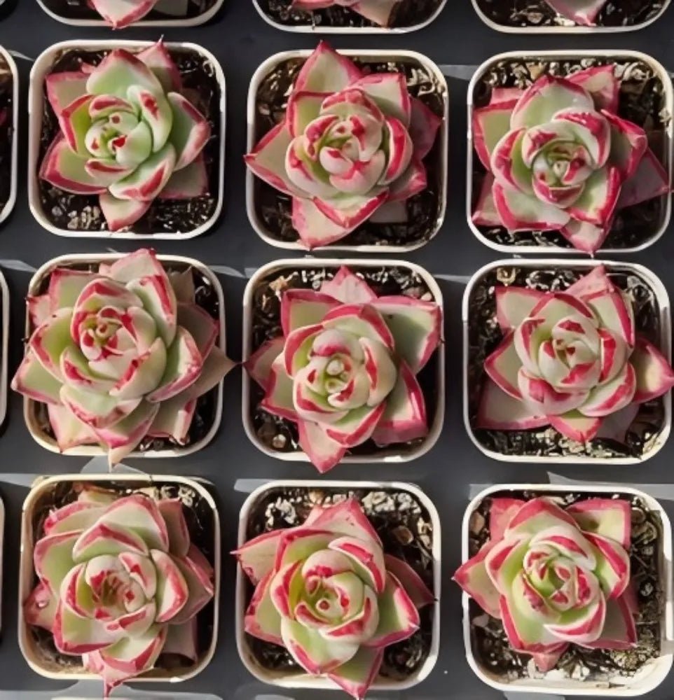 Small potted echeveria succulents, green rosettes with pink-edged variegation