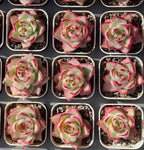 Small potted echeveria succulents, green rosettes with pink-edged variegation