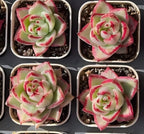 Echeveria rosette succulent in a pot, pale green leaves with bright pink variegation