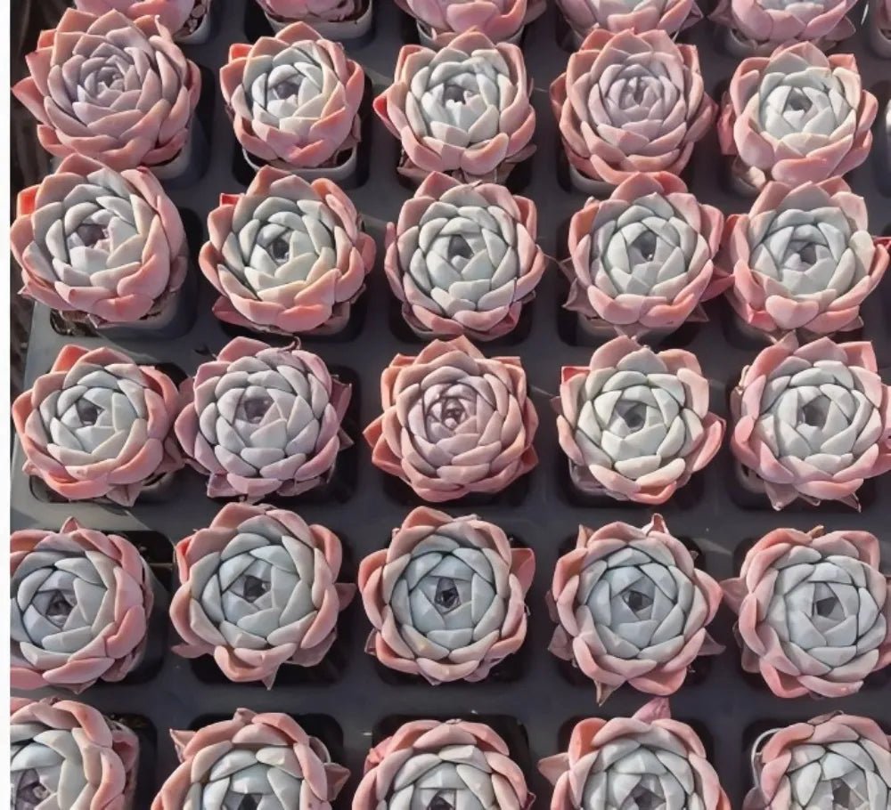Collection of 2-inch Echeveria succulents with pale gray and peach rosette leaves