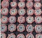 Collection of 2-inch Echeveria succulents with pale gray and peach rosette leaves