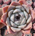 2-inch Echeveria succulent rosette with gray-green center and peach outer leaves