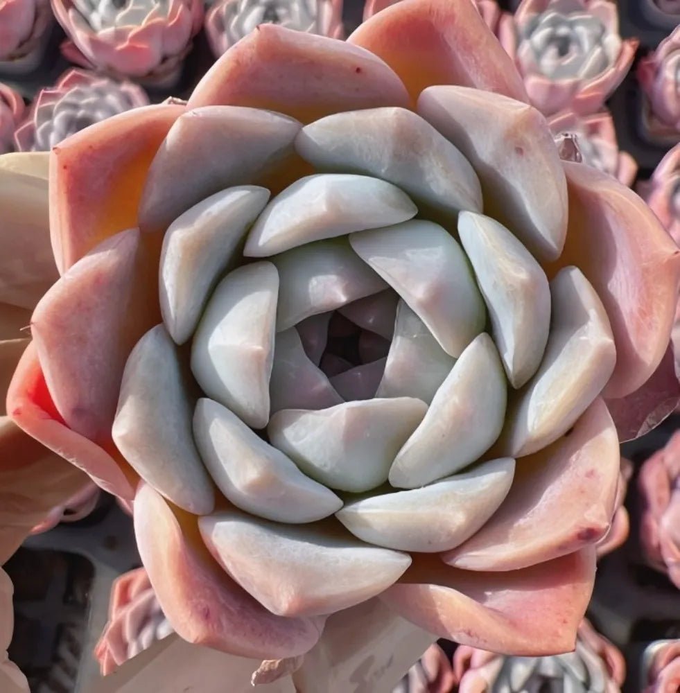 2-inch Echeveria succulent rosette with gray-green center and peach outer leaves