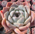 2-inch Echeveria succulent rosette with pale cream and peach petals