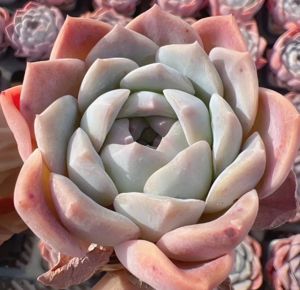 2-inch Echeveria succulent rosette with pale cream and peach petals