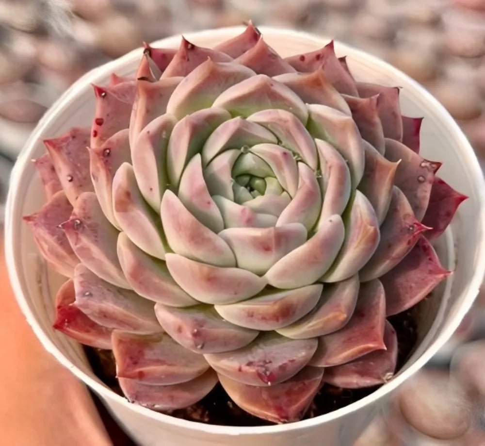 Echeveria succulent rosette in pot, layered pale green center surrounded by pink leaves