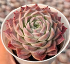 Echeveria succulent rosette in pot, layered pale green center surrounded by pink leaves