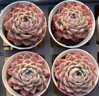 Echeveria succulent rosette in pot, pale green center with pink outer leaves
