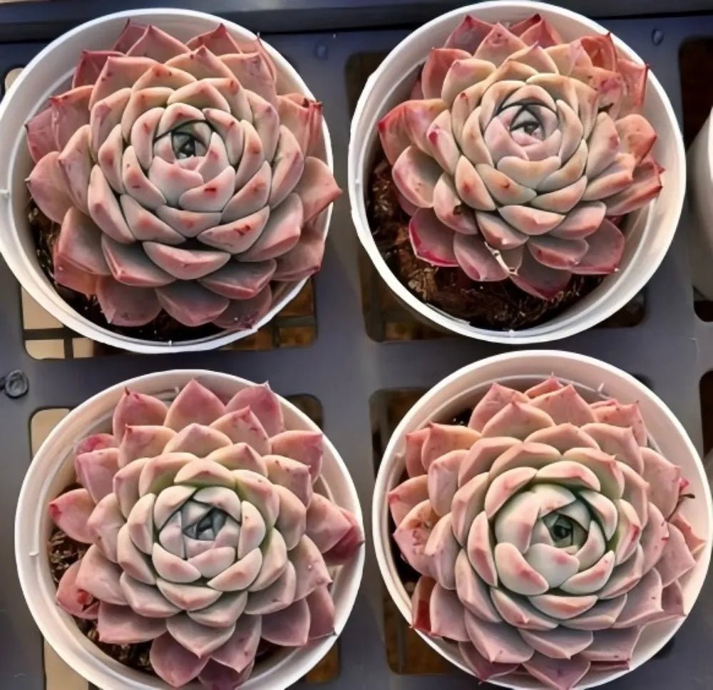 Echeveria succulent rosette in pot, pale green center with pink outer leaves