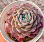 Echeveria succulent rosette in pot, green inner leaves with rosy pink outer petals