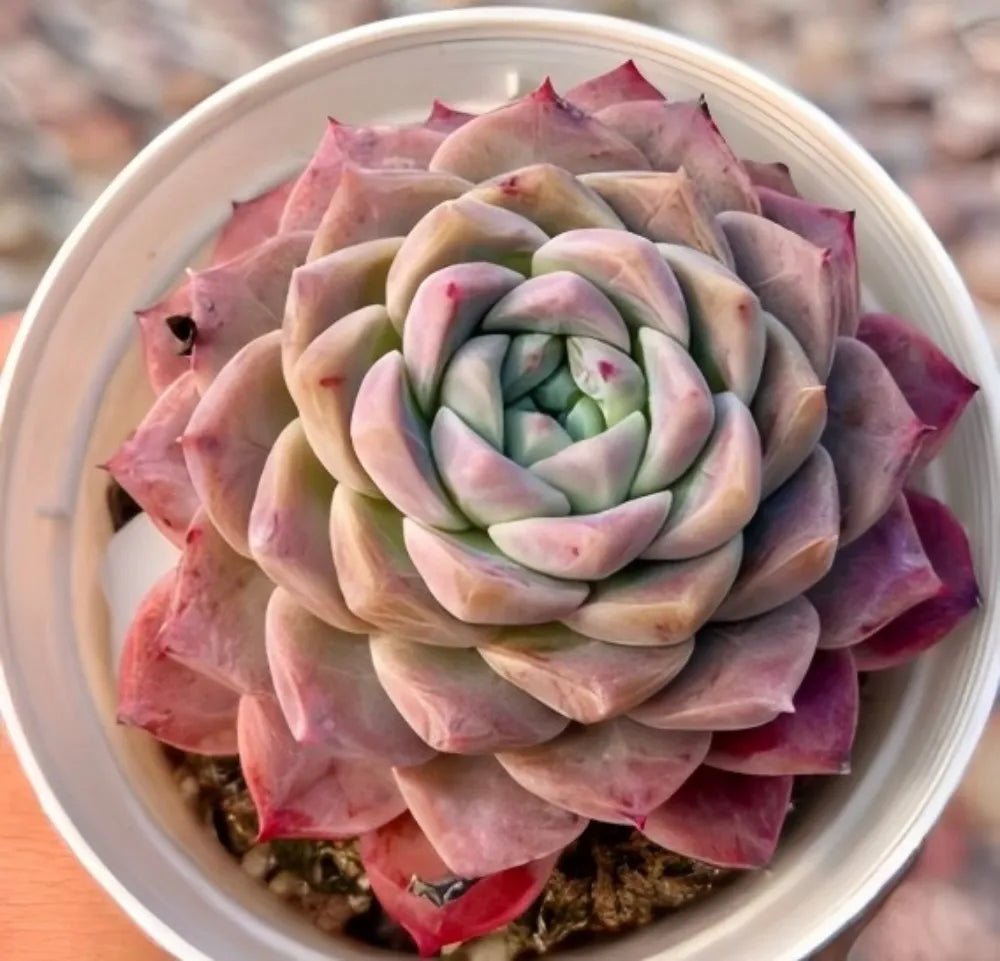 Echeveria succulent rosette in pot, green inner leaves with rosy pink outer petals