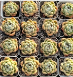 Multiple Echeveria rosette succulents, pale green leaves with peach highlights