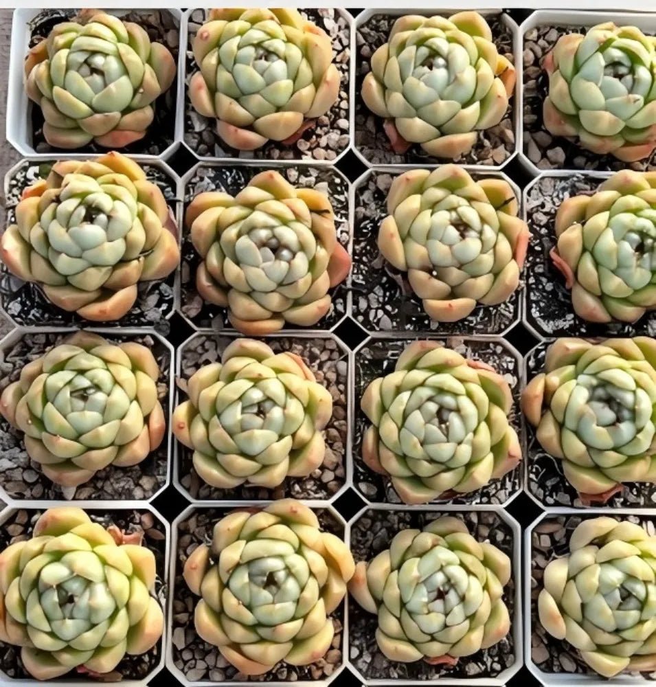 Multiple Echeveria rosette succulents, pale green leaves with peach highlights