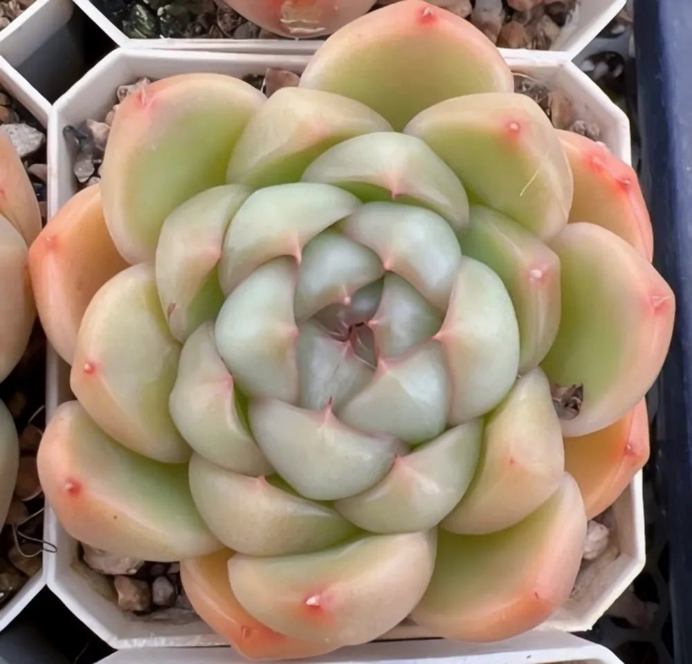 Pale green Echeveria rosette succulent with peach tips and pink speckles