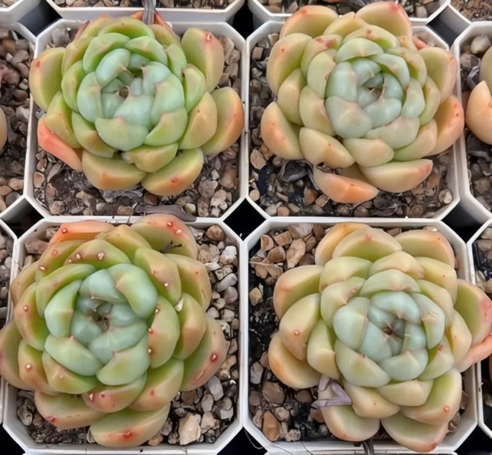 Echeveria rosette plants in small pots, pale green with peach edges