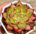 Echeveria succulent rosette in white pot, green leaves with red tips